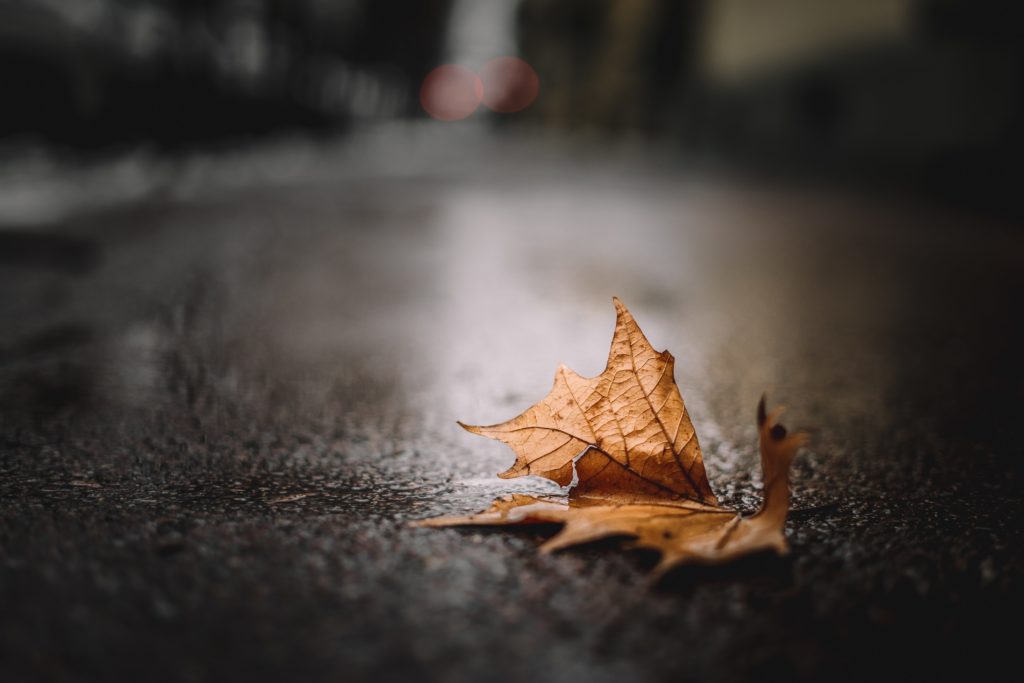 A dry brown leaf stands out in focus on a dark, wet street